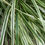 Thumbnail: Calamagrostis × acutiflora 'Overdam'