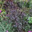 Thumbnail: Verbena officinalis ‘Bampton’