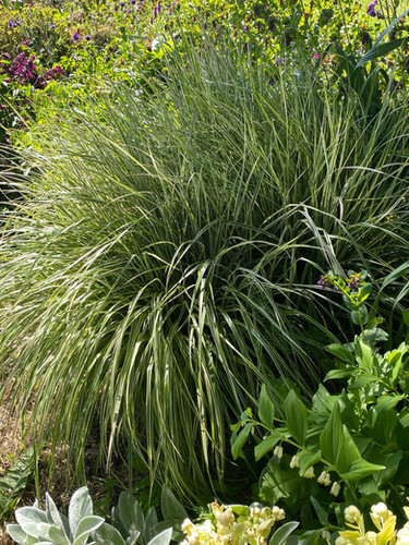 Calamagrostis × acutiflora 'Overdam' | Tailored Botanical