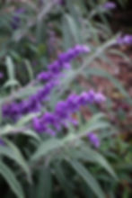Salvia leucantha - purple - Hobart Nursery - Tailored Botanical