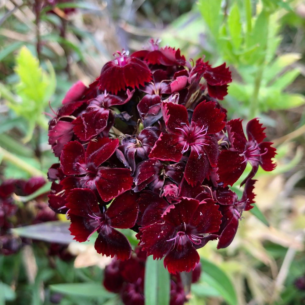 Dianthus barbatus 'Sooty’