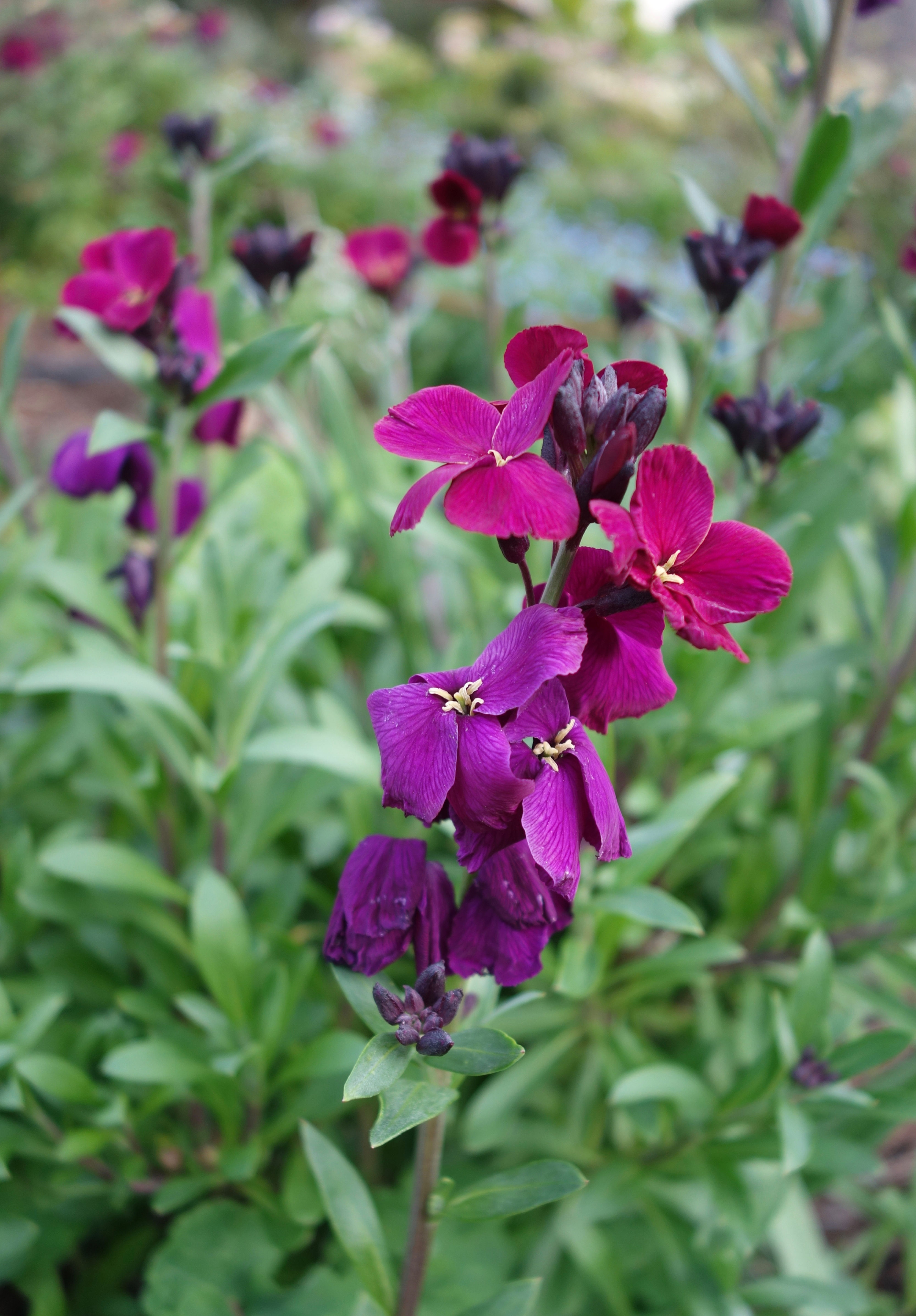 Erysimum - Wallflower - Hobart Nursery - Tailored Botanical