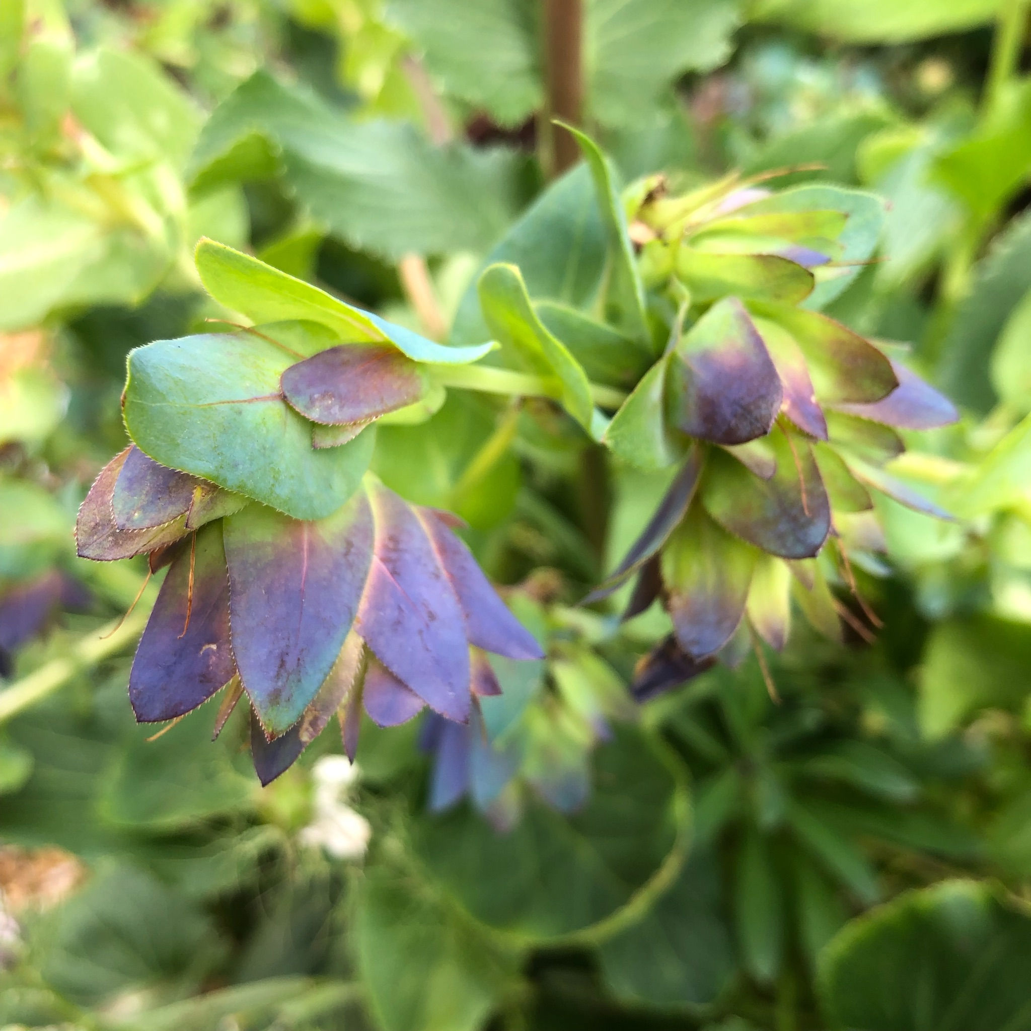 Cerinthe major ‘Kiwi Blue’ - Honeywort