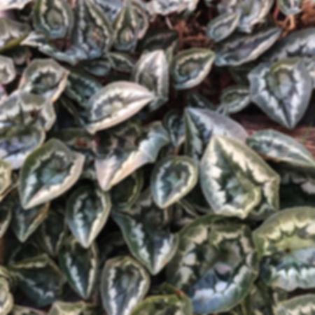 Cyclamen hederifolium