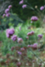 Verbena bonariensis - Hobart Nursery - Tailored Botanical
