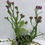 Thumbnail: Limonium sinuatum subsp. sinuatum ‘American Beauty - Statice