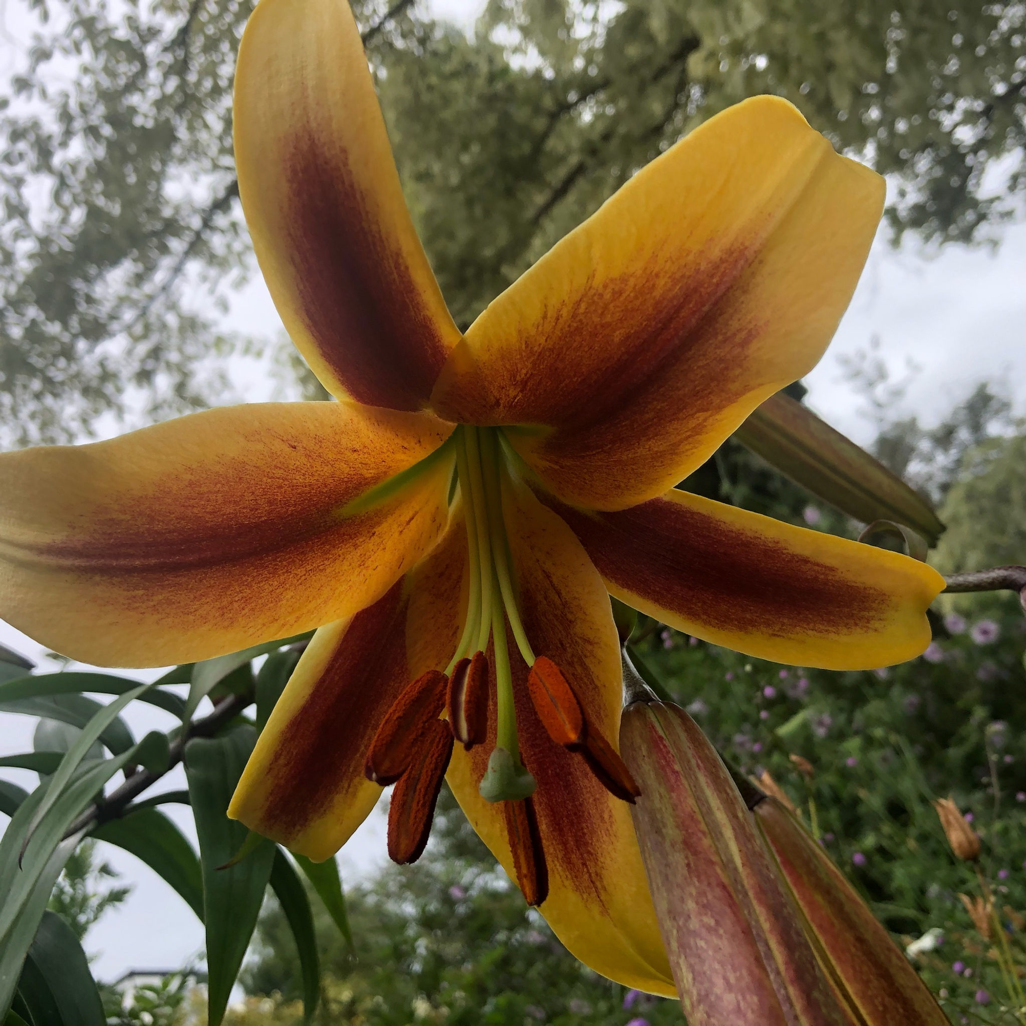 Orienpet Lily, Robert Griebach X breed by Rod Barwick. Lilium hybrid.