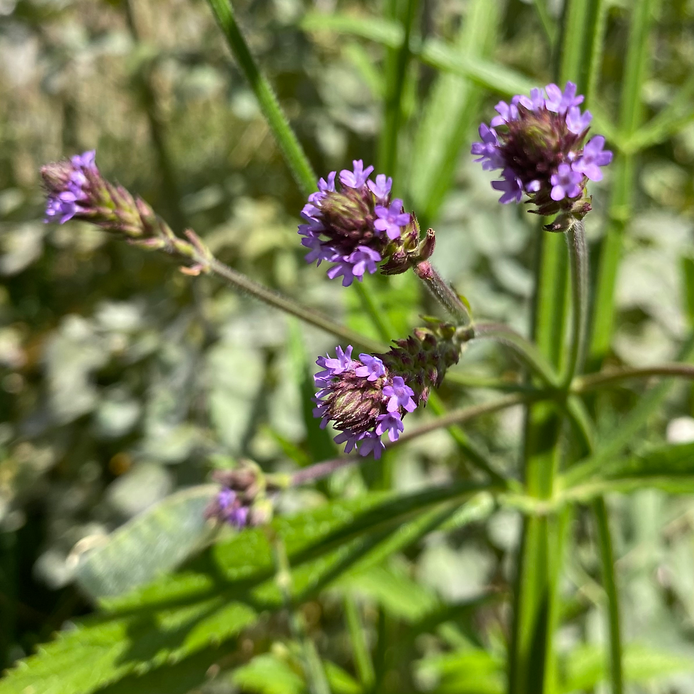 Verbena litoralis - Seashore Vervain