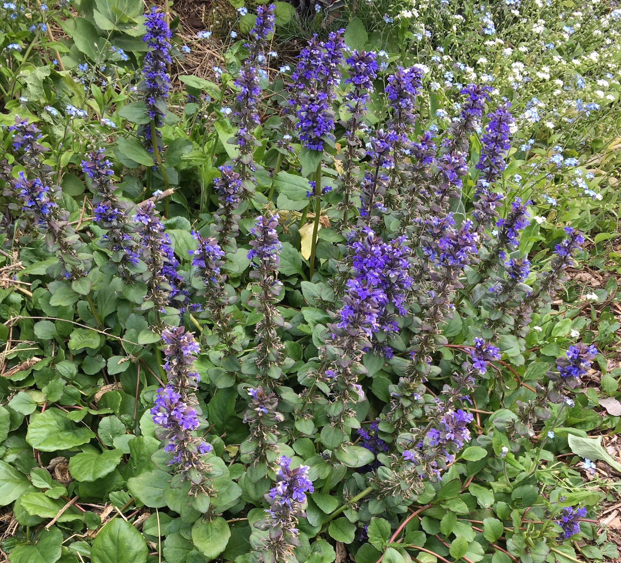 Ajuga reptans - Bugleflower - Hobart nursery