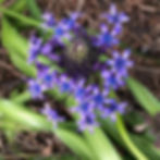Thumbnail: Scilla peruviana - Peruvian Lily