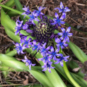 Scilla peruviana - Peruvian Lily