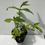 Thumbnail: Verbena litoralis - Seashore Vervain