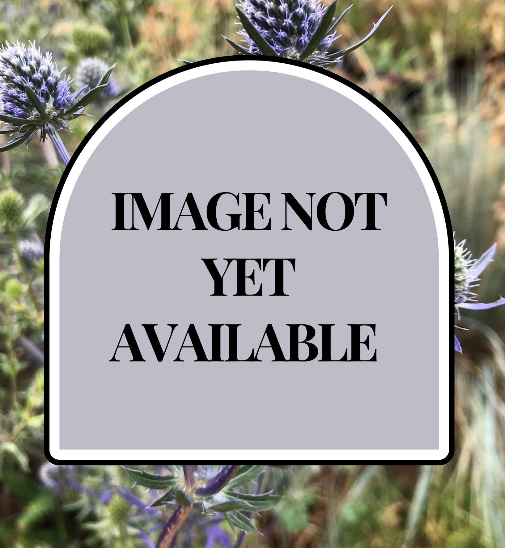 Eryngium planum ‘Blue Glitter’