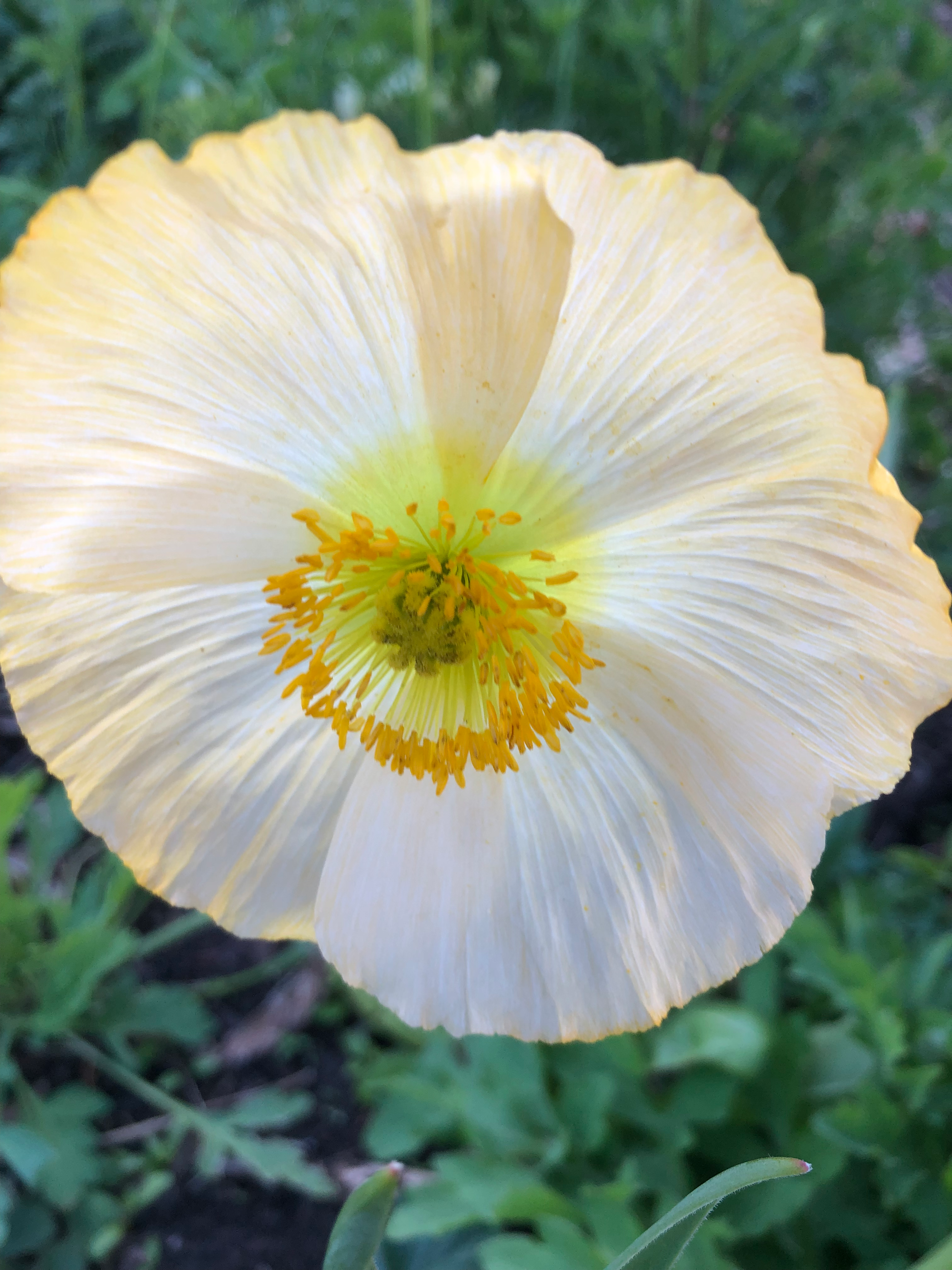 Papaver nudicaule - Iceland poppy - Hobart Nursery - Tailored Botanical