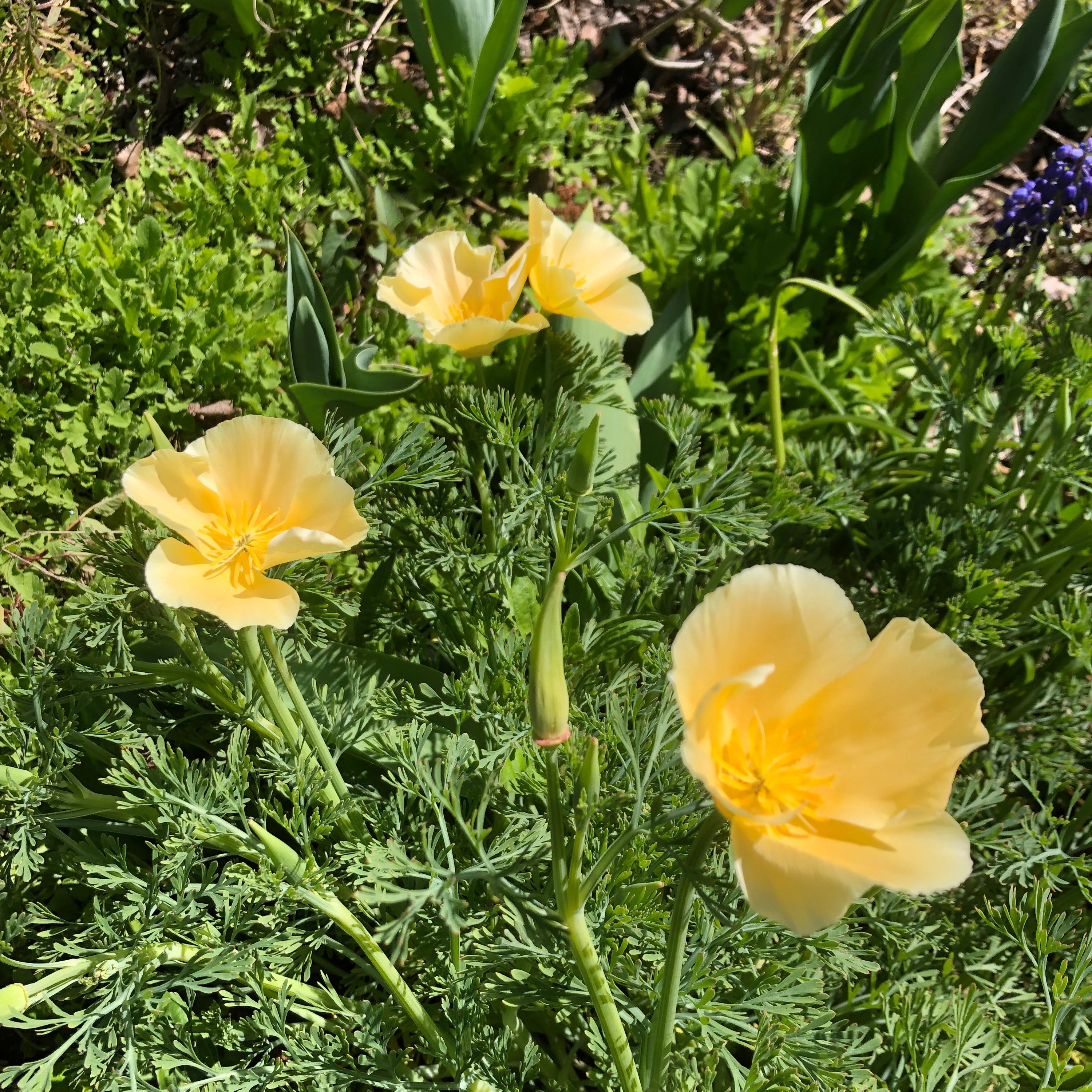 Eschscholzia californica ‘Alba’ - Californian poppy