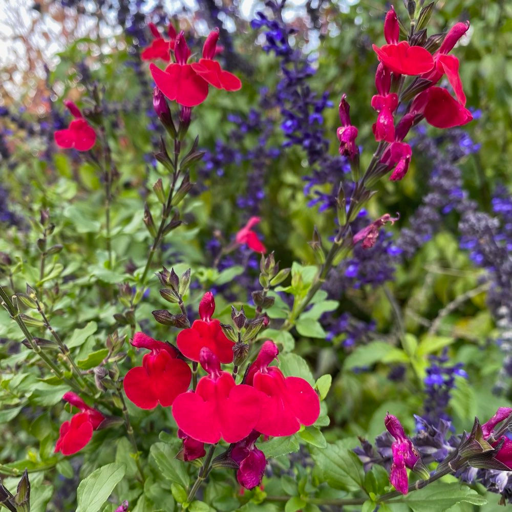 Salvia ‘Killer Cranberry’
