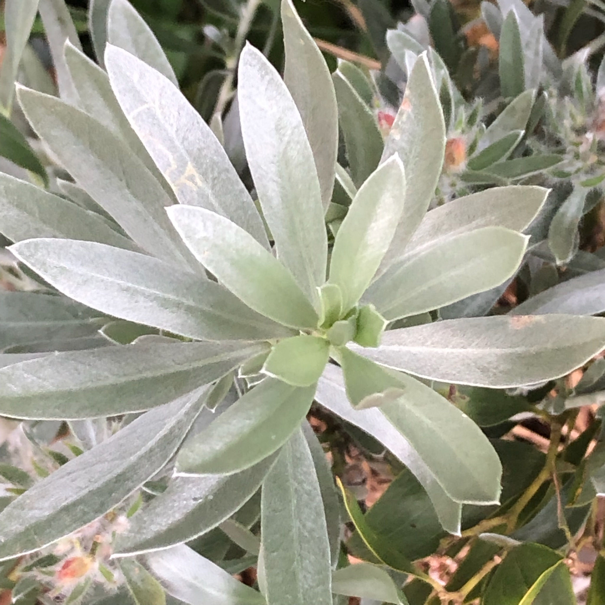 Convolvulus cneorum - Silverbush