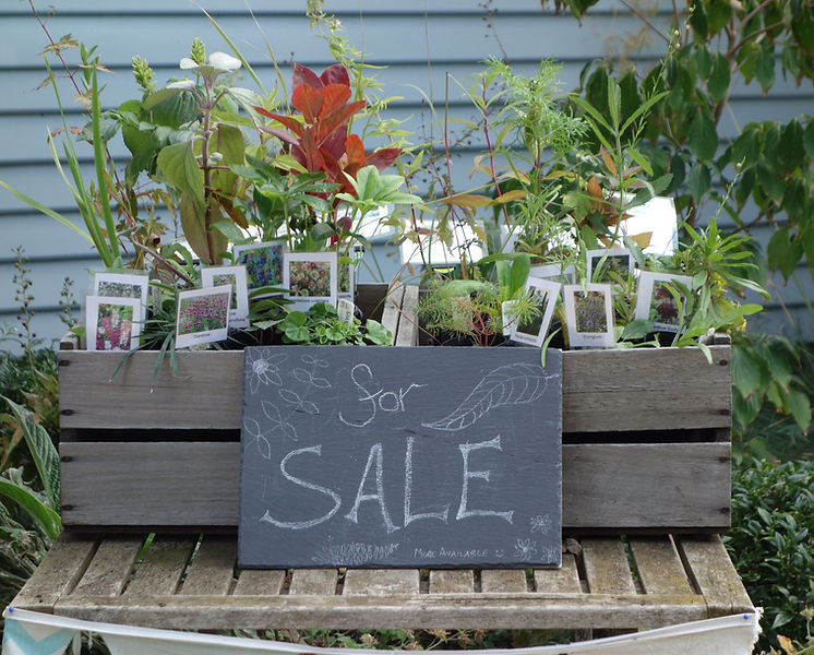 plants for sale