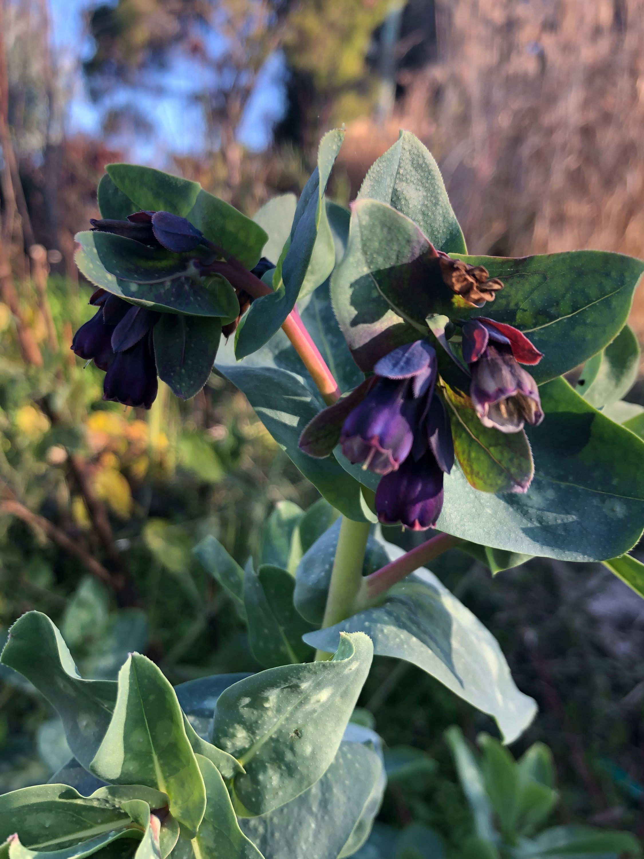 Cerinthe major purpurascens - Honeywort - Hobart Nursery - Tailored Botanical
