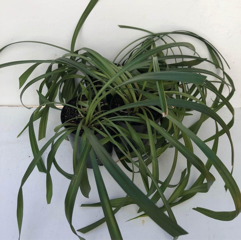 Liriope muscari Pot plant