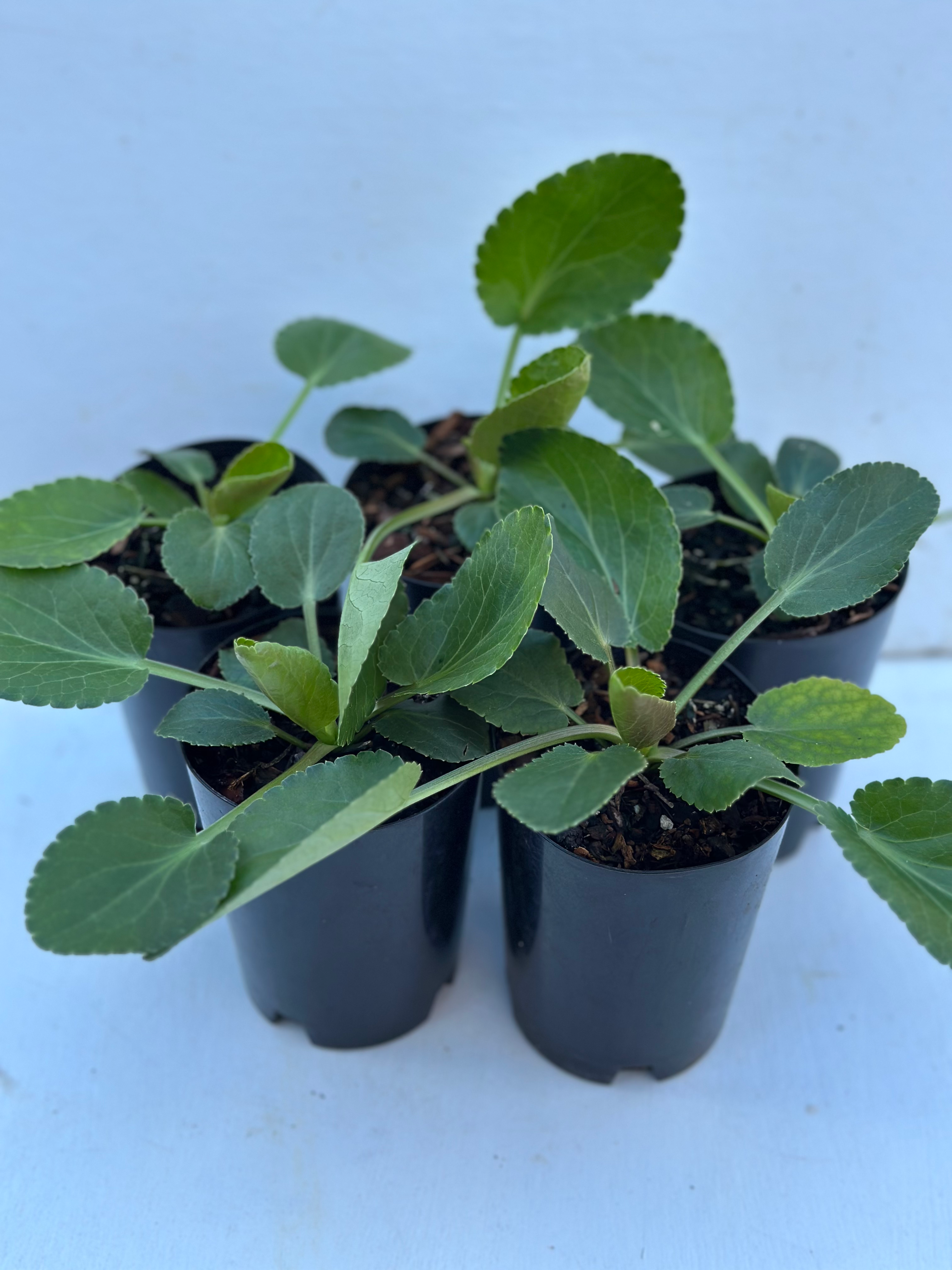 Eryngium planum- Tetra Petra