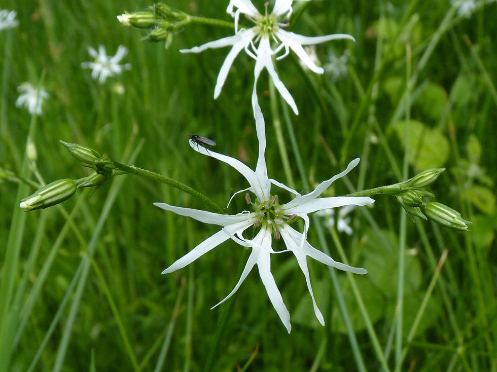 Silene flos-cuculi 'White Robin' - Ragged Robin