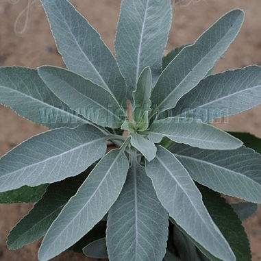 Salvia apiana - White Sage