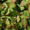 Thumbnail: Epimedium grandiflorum