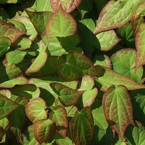 Epimedium grandiflorum