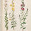 Thumbnail: Verbascum Phoeniceum - Mullen- Mixed Colours