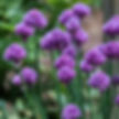 Plant Identification Walk