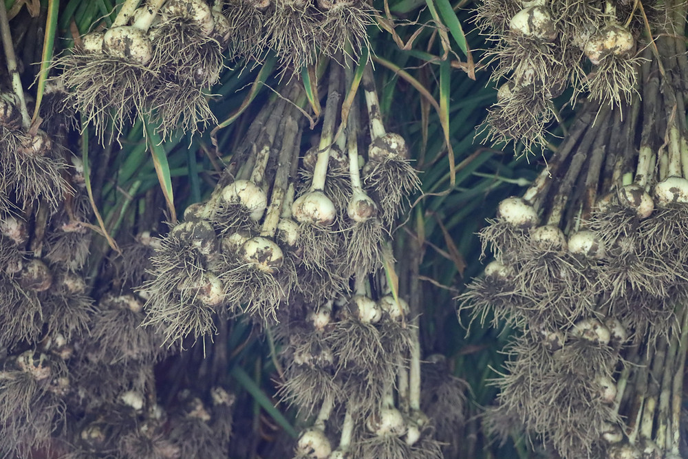 Garlic Hanging to Dry