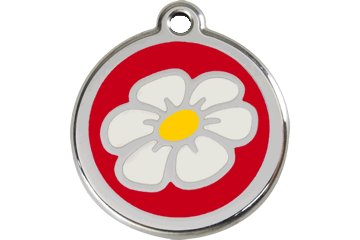 Miniaturbild: Gänseblümchen