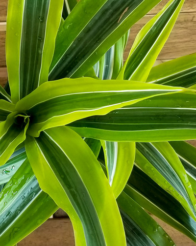 dracaena mass cane care Dracaena - Massangeana Cane main image 0