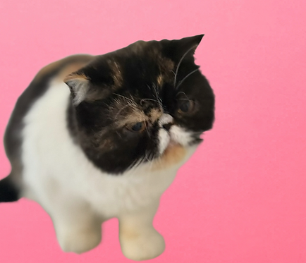 Untitled (46).png