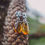 Thumbnail: Walnut & Baltic Amber Earrings