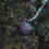 Thumbnail: Baltic Amber Bird's Nest Necklace