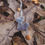 Thumbnail: Baltic Amber Mushroom House N.4 - Necklace