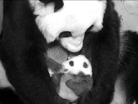 Celebrating 50 Years of Giant Pandas