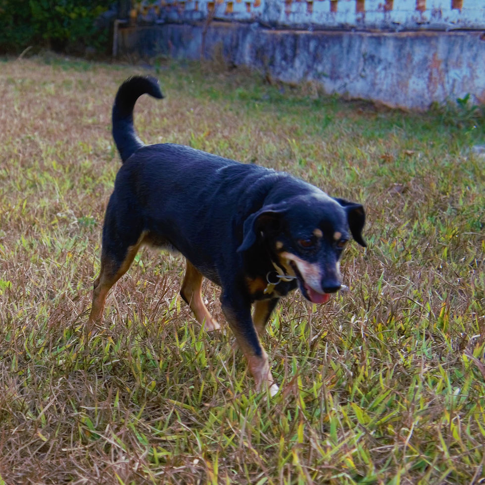 Phoebe (Hóspede)