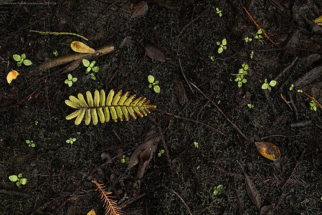 _New Growth_ by Stocksy Contributor _Maryanne Gobble__edited.jpg