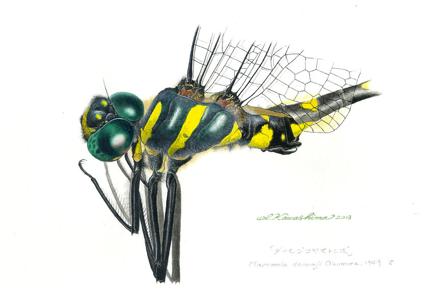 キイロヤマトンボ♂