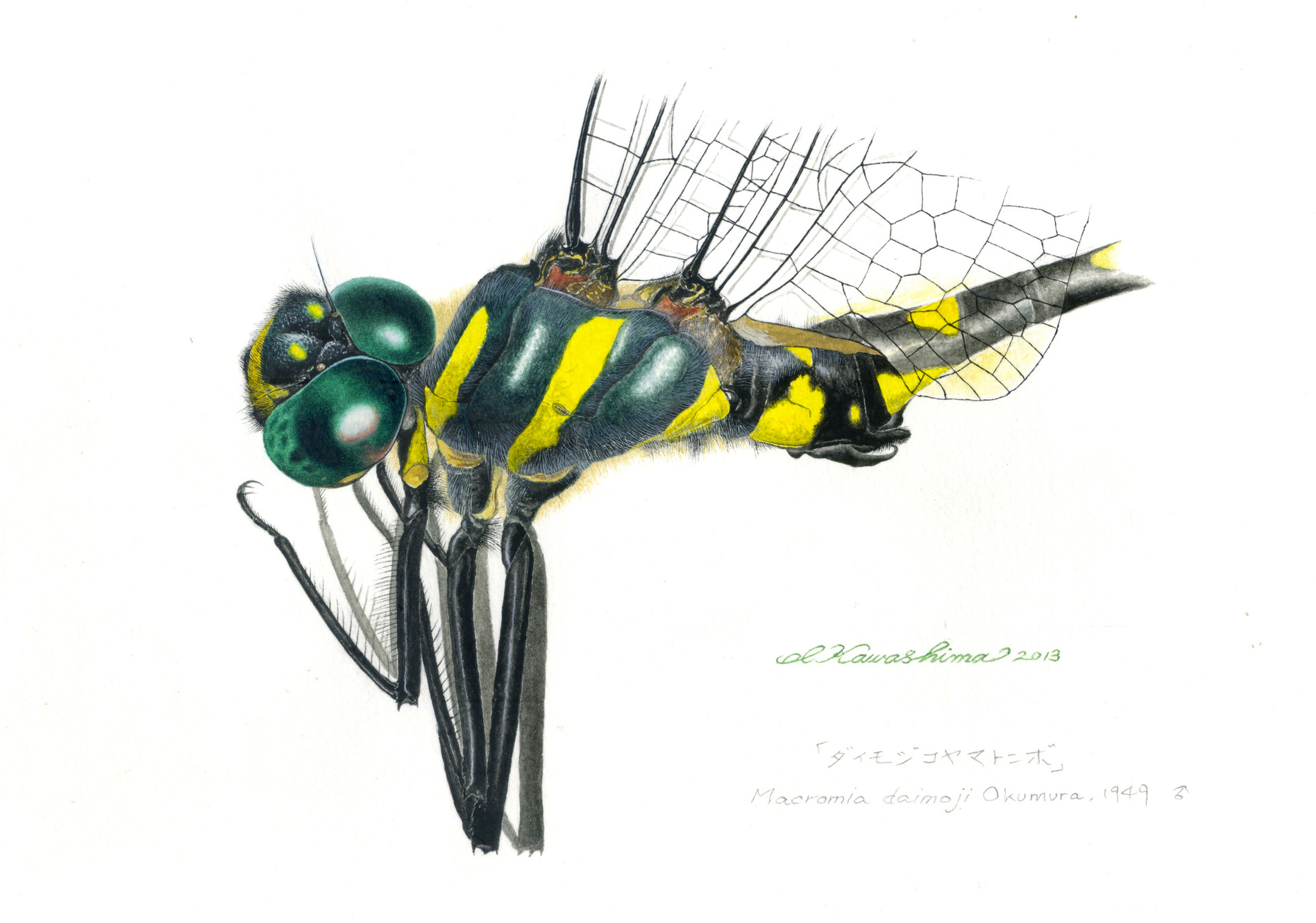 Hawaii's Plants and Animals: Biological Sketches of Hawaii