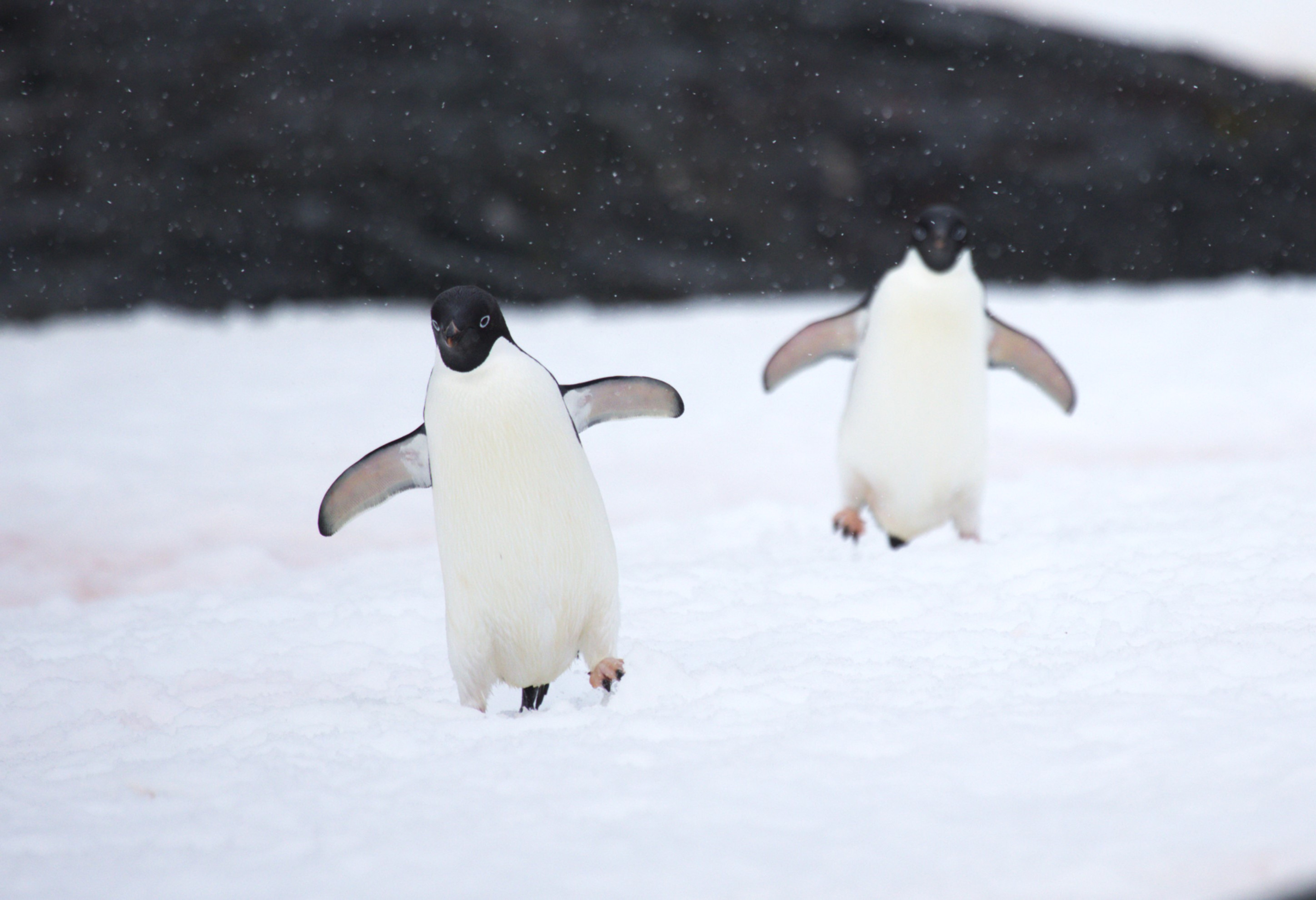 Adélie Penguins, Antarctica