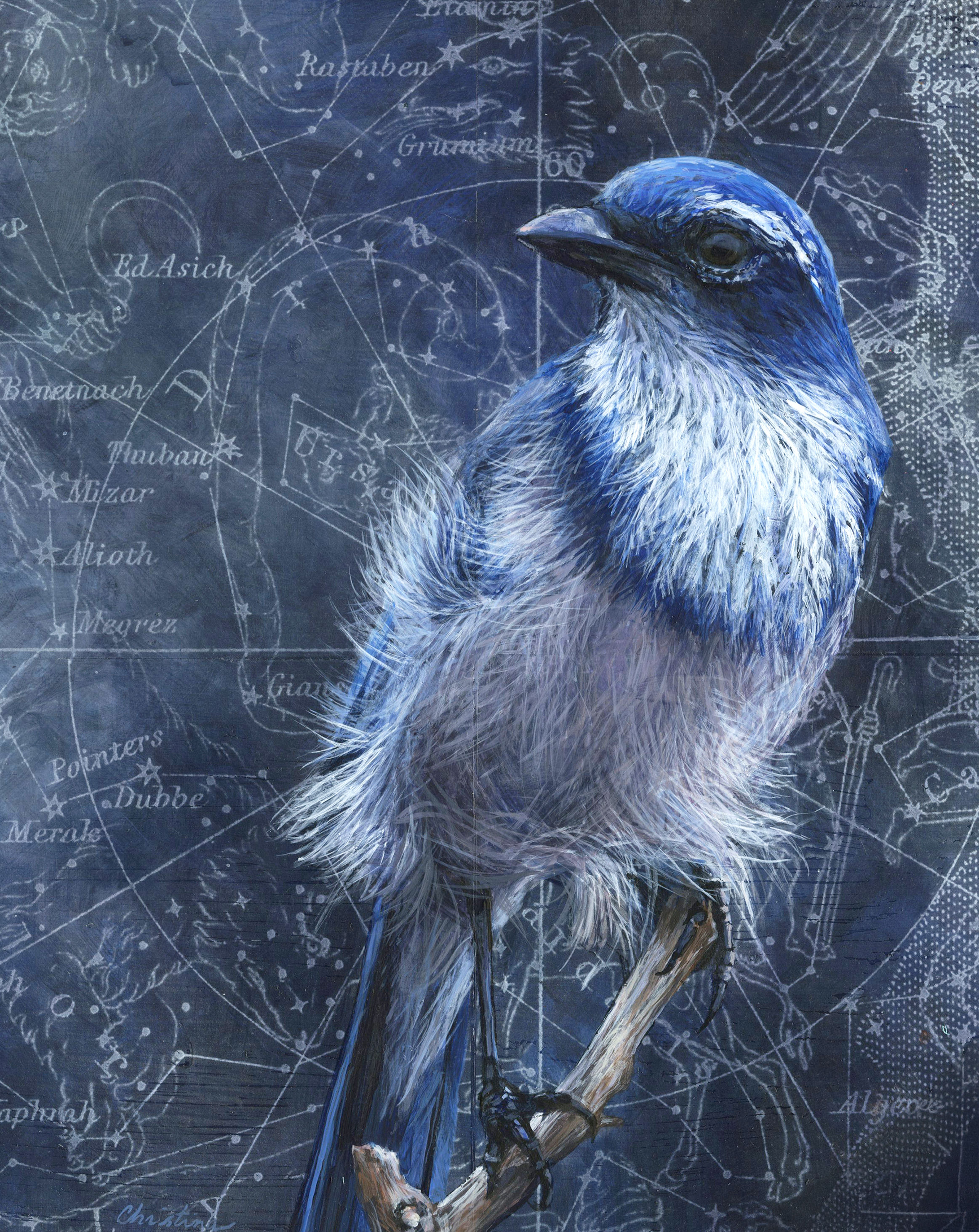 "A Few Ruffled Feathers" | 8'' x 10'' signed print in 11'' x 14'' white mat