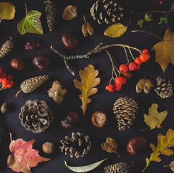 Fall Tokens