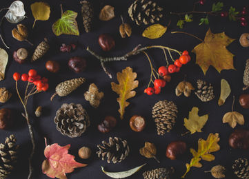 Fall collections of leaves acorns berries colors of red for decorating your home