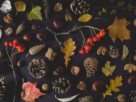 Things to do in Chicago: Fall Edition 