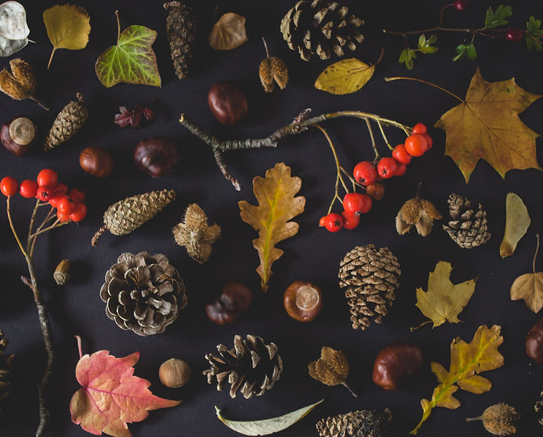 Fall leaves and seeds