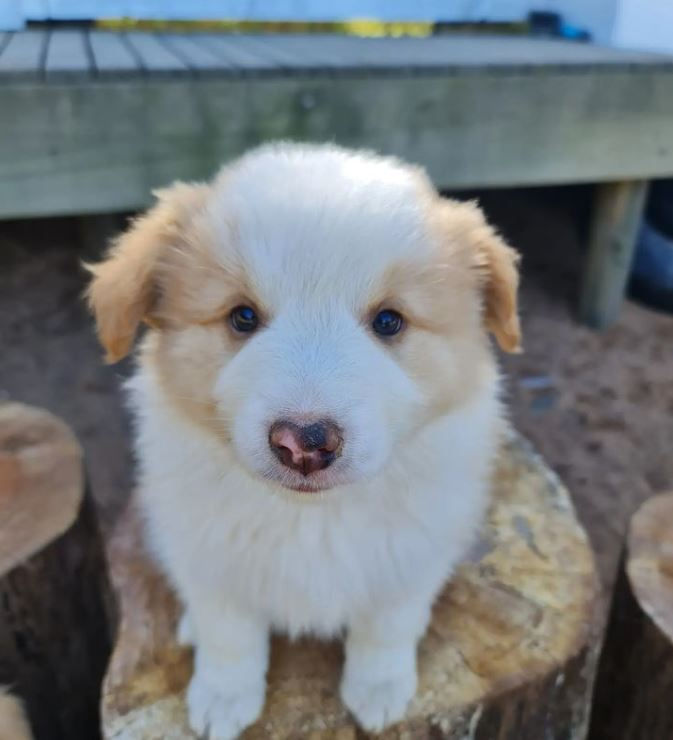 What should my puppy eat?